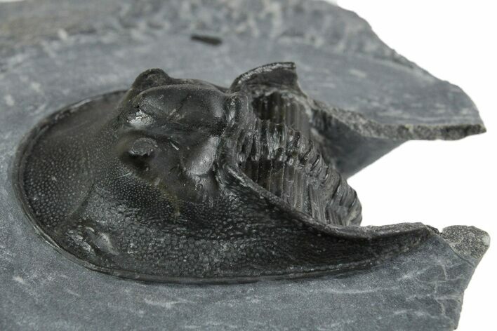 Bargain, Prone Scotoharpes Trilobite - Boudib, Morocco #353032